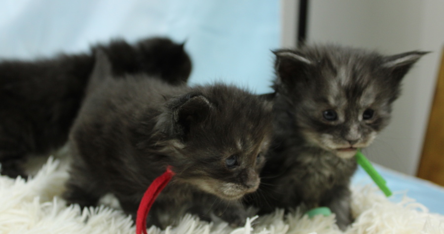 Maine Coons