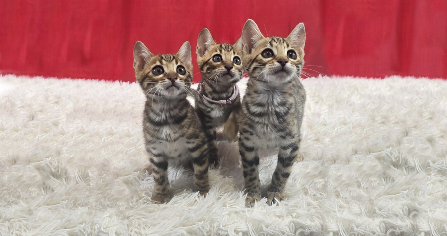 Bengal Kittens For Sale